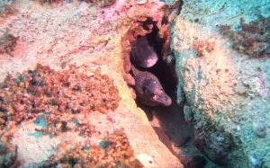 VIDEO Umjetne grebene u Jadranu, namijenjene hobotnicama, naselile dvije vrste koje hobotnice vide kao jelovnik!"