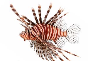 Institut za oceanografiju pita građane: "Jeste li tijekom 2025. u Jadranu vidjeli ili ulovili ovu invanzivnu ribu?"