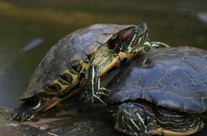 INVAZIVNA VRSTA Više od 1200 crvenouhih i žutouhih kornjača u ZOO - u Zagreb