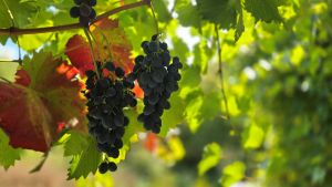 SITUACIJA S VINOVOM LOZOM JE ALARMANTNA Zlatna žutica pustoši vinograde, vinari formulirali ključne zahtjeve