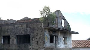 Priroda protiv betona - Neobičan bor raste na balkonu u Zadru