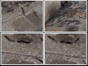 Ako mislite da je nama plima, pogledate video iz susjedstva: "Ribe plivaju ulicama"