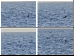 VIDEO Golema psina kod Cresa