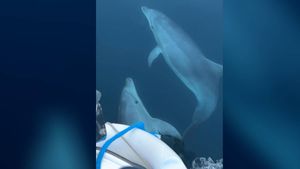 VIDEO Rasplesani dupini između Zlarina i Drvenika: "To su bila dva sata čistog uživanja!"