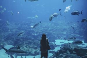 Prijatelji životinja prozvali Grad Split: "Ne gradite akvarij na Žnjanu, ribe su osjećajna bića i mogu patiti!"