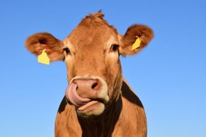 Krave mu ušetale u maslinik i napravile totalni kaos