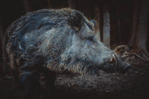 OPREZ Započinje odstrel divljih svinja na zadarskim rubnim područjima i otocima