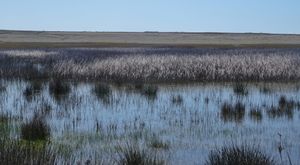 KRENULA SEOBA PTICA Tri četvrtine ptica u Hrvatskoj živi na Pagu ili prolazi ovuda