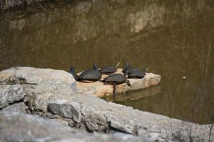 Na Dugom otoku postavljene zamke za invazivne kornjače
