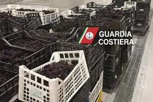 Talijani u Trstu zaplijenili čak dvije tone ježeva: "Pratili smo rashladni kombi iz Hrvatske" -  Evo koliku štetu su nam napravili krivolovci!