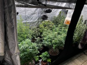 Na Hvaru pronađen čitav laboratorij za unutarnji uzgoj droge na području Hvara – Uhićen muškarac