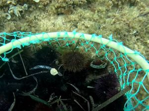 Ježinci na meti krivolovaca kod Zadra: "Privedena dvojica muškaraca, izvadili su 3200 jedinki!"