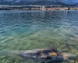 Uginula ženka dupina Skalina: "Nakon smrti mladunca uginula i ona"