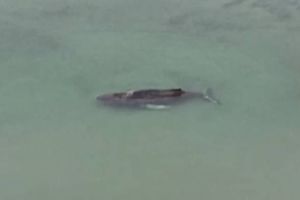 Grbavi kit se uspio osloboditi nakon ponovnog nasukavanja: "Borba je trajala danima"