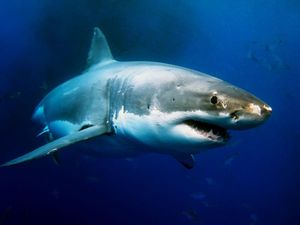 TIHI NEPRIJATELJ OCEANA Kiselost mora „otapa“ zube morskih pasa