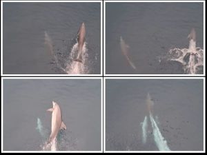 Zaigrani dupini "plešu" pod 'Markom Polom' i vraćaju dobro raspoloženje