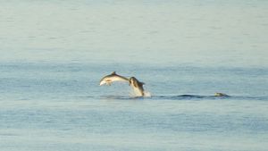 Dupini u Ližnjanu priredili pravi uskrsni show!
