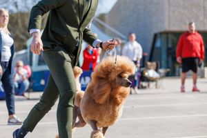 Psi iz 15 zemalja s dobrim razlogom stižu  u "male Bale"