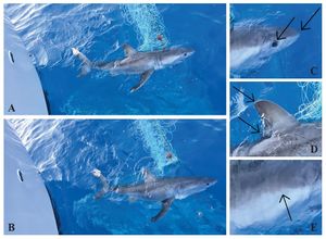 Velika bijela psina kod Rogoznice: Nova studija otkriva zašto mladi morski psi biraju Jadran