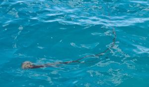 FOTO/VIDEO Oprez u moru! Kod Vrsara viđena kompas meduza: Stručnjaci otkrili što odmah napraviti (i što nikako ne smijete!) ako dođe do kontakta.