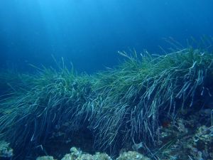 Što je to „plavi ugljik“ i zašto su slane močvare ključne za našu budućnost?