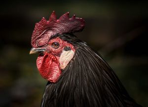 Francuz kod Šibenika zračnom puškom poubijao hrpu kokoši