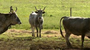Istarsko blago se vraća - Boškarin, koze i tovari spašeni od nestanka