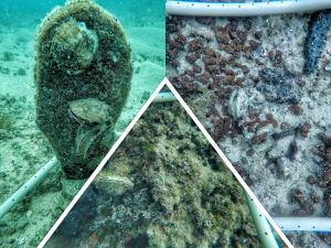 Trebamo vaše oči na moru: Pomozite znanstvenicima u potrazi za europskom kamenicom!