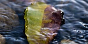 Kako priroda pomaže? Biofilm smanjuje nakupljanje mikroplastike u okolišu