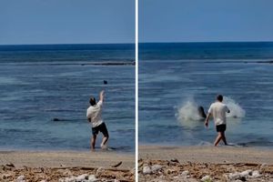 Turist gađao morsku medvjedicu kamenom: "Što me briga, bogat sam"
