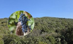 Općina Pašman neiskorišteni kamenjar pretvara u autohtone vinograde