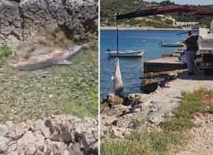 ZDRAVSTVENA BOMBA NA PLAŽI Pet dana kupači dijelili more s raspadnutim dupinom, sustav pokreće protokol, a na terenu – kaos! Donosimo mini-vodič kroz birokratski apsurd