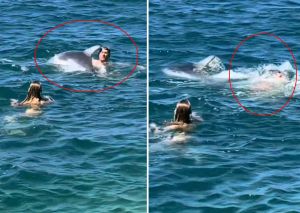 VIDEO Igra koja je umalo završila kobno: Poznati dupin Oliver zakačio i nakratko potopio muškarca koji mu se približio, stručnjaci ponovno apeliraju na kupače!