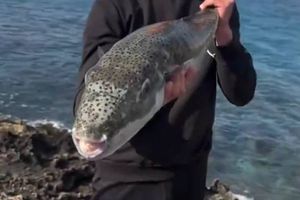 Izrazito otrovna riba u Mediteranu: "Plaćamo svima koji je uhvate"