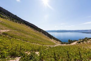 Plavac, pošip i grk srušili rekorde: "Dalmatinska autohtona vina oduševljavaju"