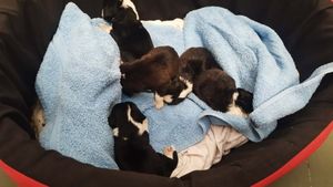 Pred skloništem u Puli ostavili pet štenaca