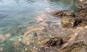 ODURNO Jug Korčule oskvrnut govnima i prljavštinom: "Imamo video, tko je kriv za ovaj užas?"