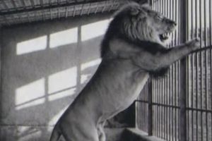 MONOGRAFIJA ZOO - a Tigrovi, lavovi, klokani i leopradi nekada su boravili na splitskom Marjanu
