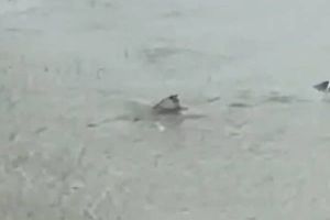 GRAĐANI U NEVJERICI Ulicama New Jerseya pliva morski pas - Pogledajte nevjerojatan video!