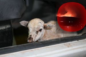 U velikom požaru na Braču spašeno jedno malo janje!