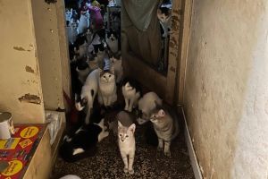 HOROR SCENA U stanu na riječkim Pećinama zatečeno 70 mačaka