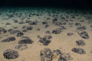 Otkriveno više od 11.000 potpuno nepoznatih virusa u podmorju Tihog oceana kojem prijeti rudarenje!