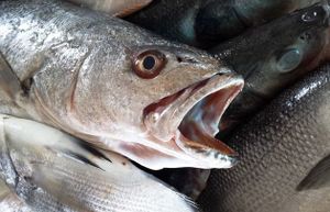 Ugrožen riblji fond: 10 posto ulova baca se natrag u more!