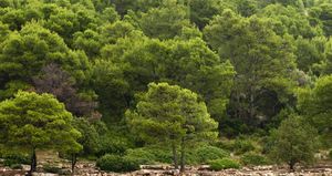 Stručnjaci odgovaraju: Je li alepski bor kriv za požare i mogu li se spriječiti sadnjom hrasta?