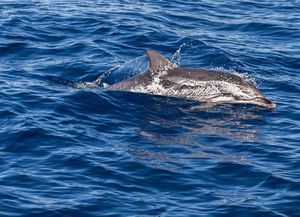 NE DOGAĐA SE ČESTO: Dupin zaplivao rogozničkom uvalom
