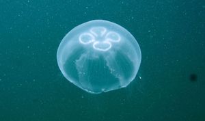 FOTO: Meduza Uhati klobuk ispred Kaštela. Stručnjaci: nema straha!
