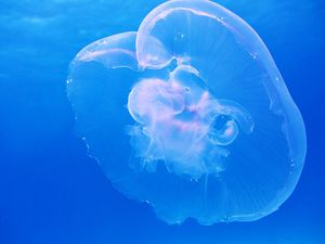 Institut za oceanografiju pojašnjava pojavu meduza u Kaštelanskom zaljevu