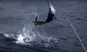 Novi Pravilnik o ribolovnim mogućnostima i ribolovu igluna