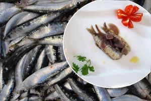 Njeno veličanstvo – Srdela