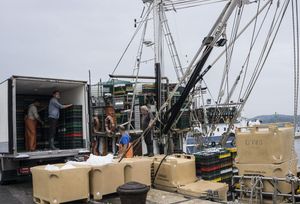 MALE POTPORE U RIBARSTVU Minimalni iskrcaj plovila podiže se sa 100 na 300 odnosno 500 kg